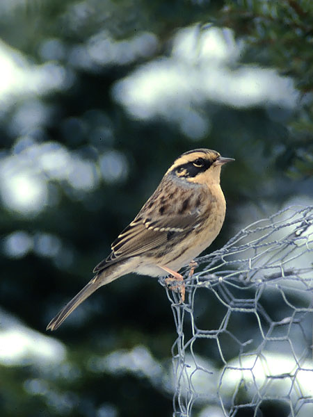 Taigarautiainen, Siberian Accentor, Prunella montanella